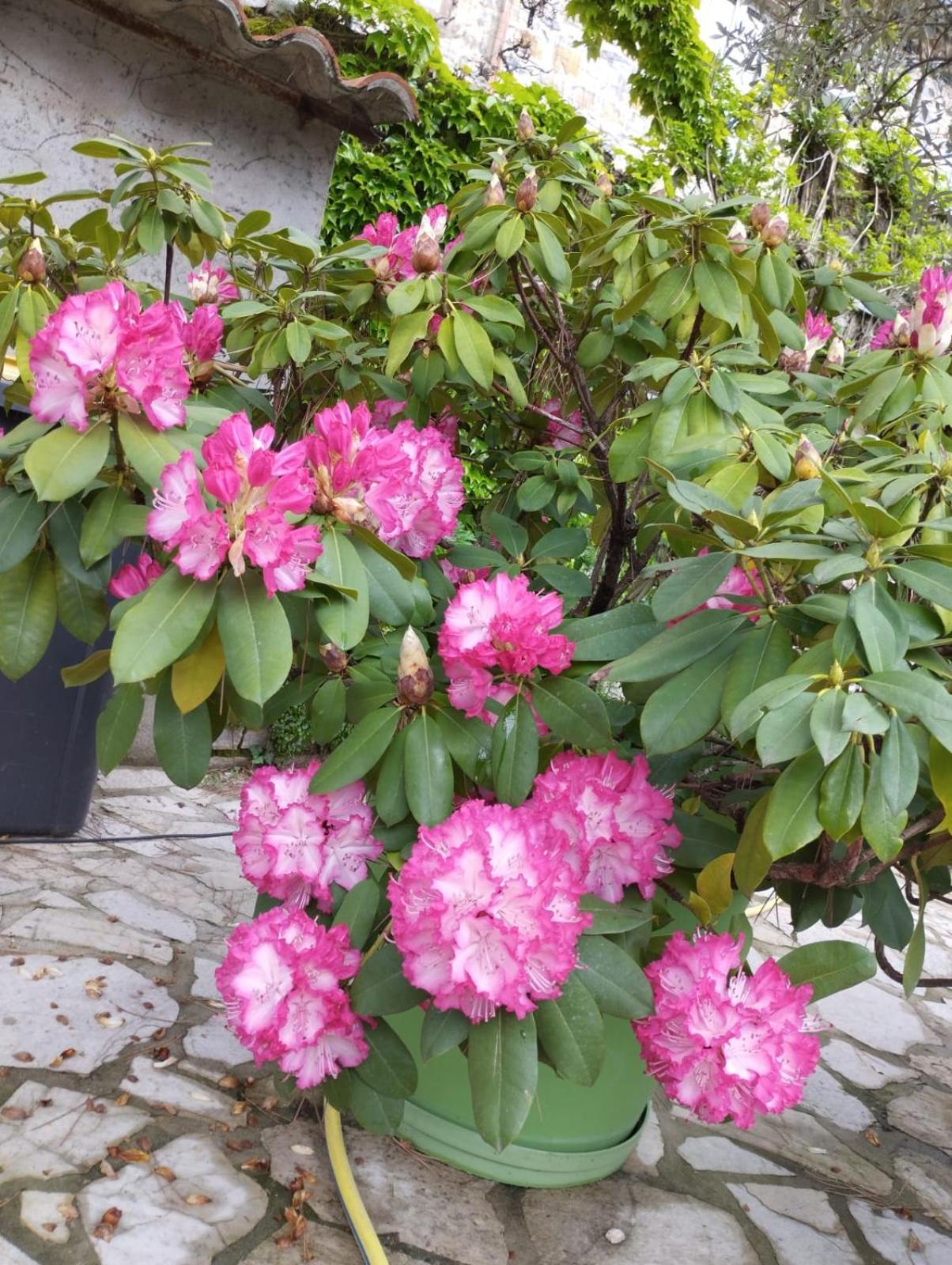 Gite 3 "Le Canal De Baza" Aux Magnolias Aubenas Esterno foto